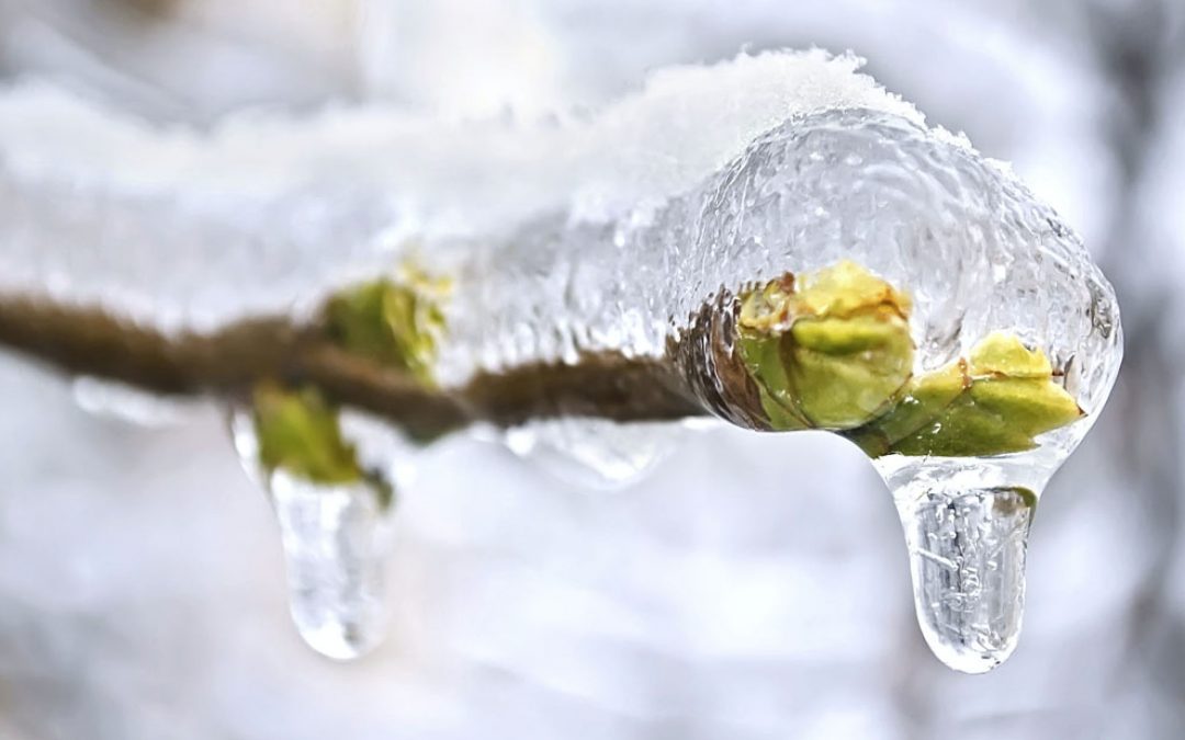 Is uw tuin al winterklaar?